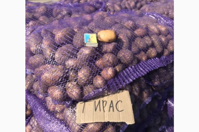 ТІРАС 1 репродукція нас- фото № 1