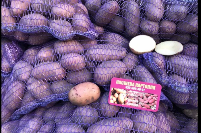 ТІРАС 1 репродукція нас- фото № 2