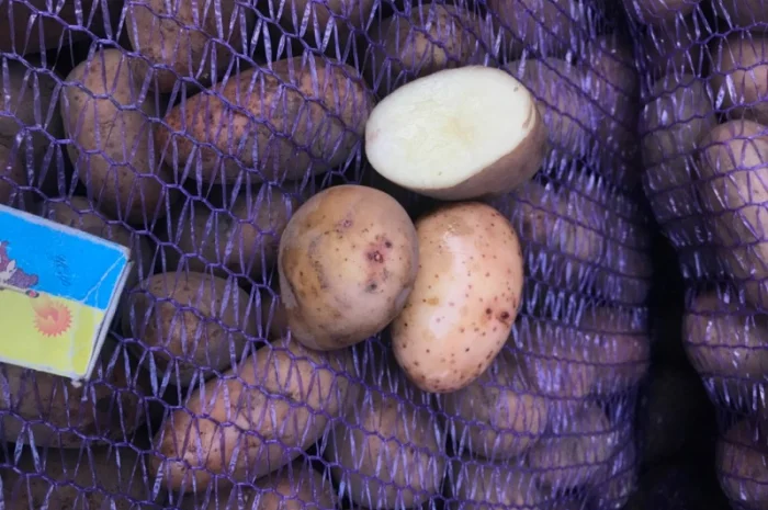 ТІРАС 1 репродукція нас- фото № 3