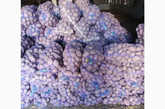 Продается крупная товарная картошка БеллаРоза- фото № 6