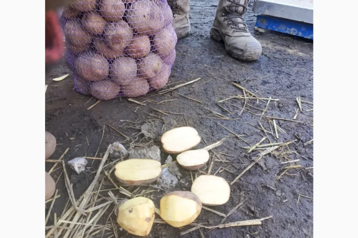 Продается крупная товарная картошка БеллаРоза- фото № 7