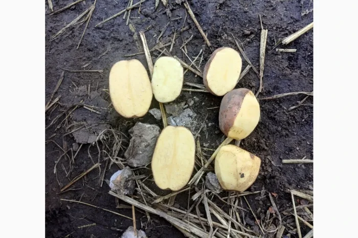 Продается крупная товарная картошка БеллаРоза- фото № 8