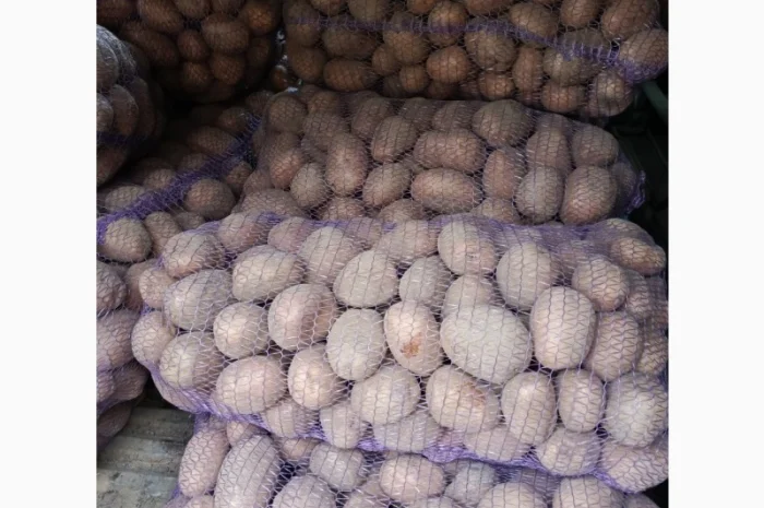 Продам картофель БеллаРоза урожай 2025 года- фото № 1