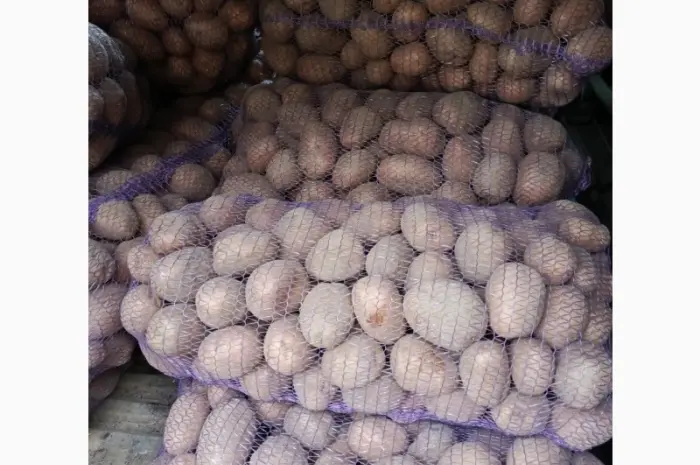 Продам крупный Товарный картофель БеллаРоза- фото № 1