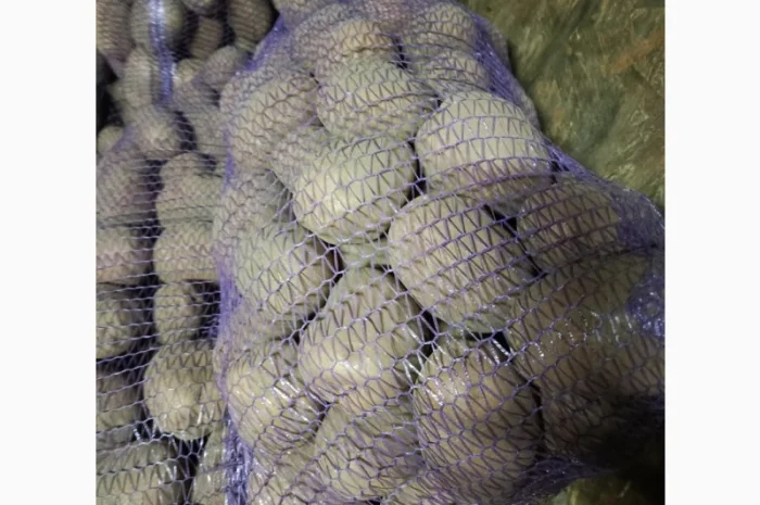 Продам картофель БеллаРоза урожай 2025 года- фото № 2