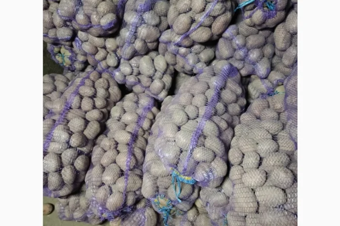 Продам картофель БеллаРоза урожай 2025 года- фото № 3