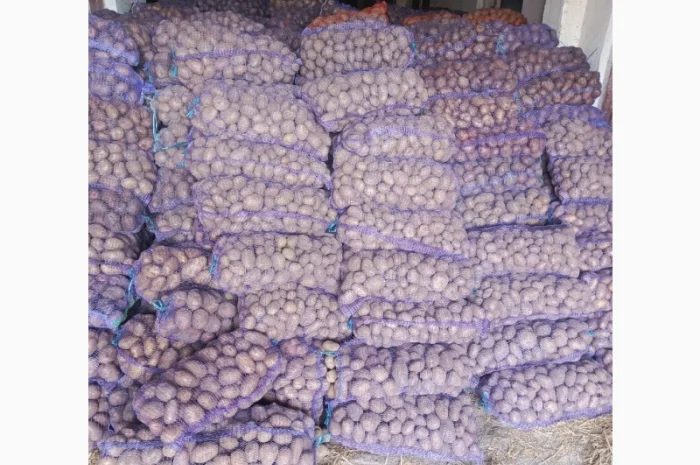 Продам картофель БеллаРоза урожай 2025 года- фото № 6