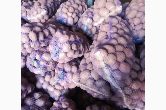 Продается крупная товарная картошка БеллаРоза- фото № 4