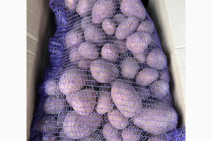 Продаю картоплю сорту Біла роса- фото № 1