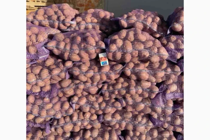 Продаю картоплю сорту Біла роса- фото № 2