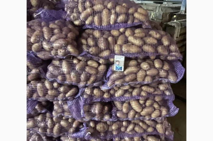 Картопля королева Анна на продажу- фото № 1