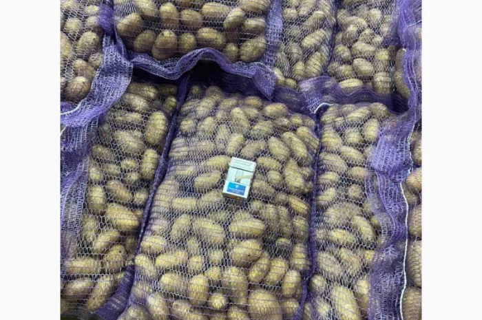 Картопля королева Анна на продажу- фото № 2