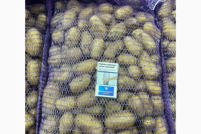 Картопля королева Анна на продажу- фото № 3