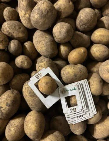 Продаж картоплі гуртом великими партіями- фото № 4