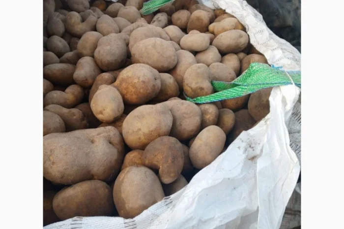 Продаж картоплі гуртом великими партіями- фото № 1