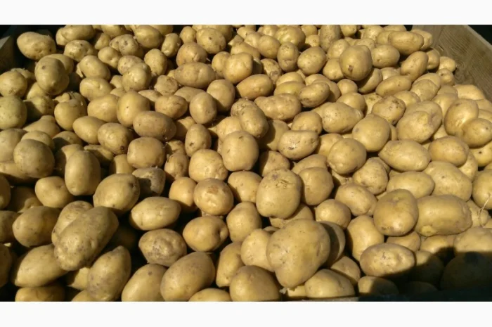 Господарство реалізує картоплю власного виробництва 45-70 мм. Мінімальна партія 3 т- фото № 1
