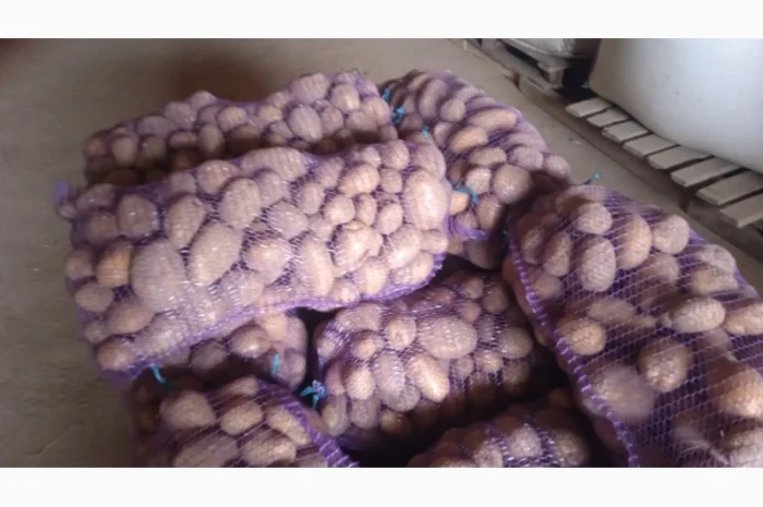 Картопля мелоді 22т на продаж- фото № 1