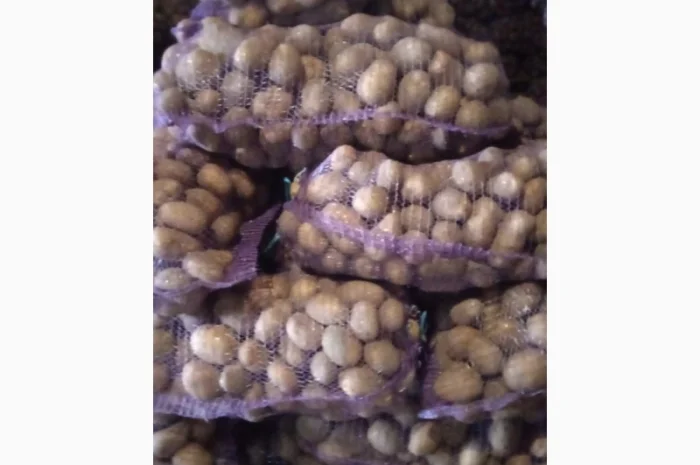 Картопля мелоді 22т на продаж- фото № 2