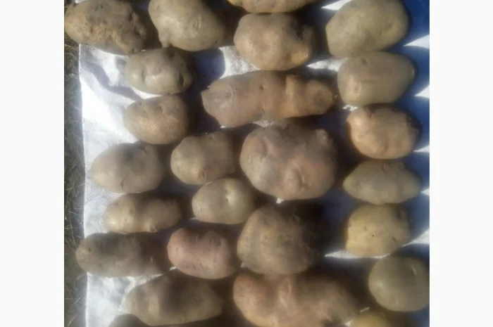 Продаю сортовую картошку различных сортов- фото № 1