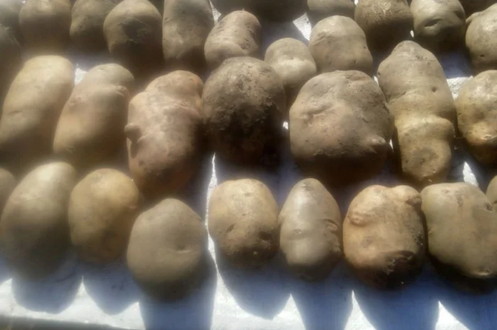 Продаю сортовую картошку различных сортов- фото № 2