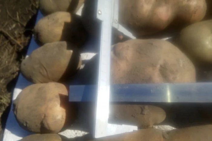 Продаю сортовую картошку различных сортов- фото № 3