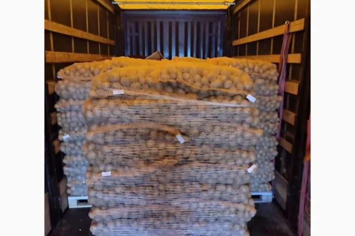 Продаж картоплі сорту Гранада від 20 тонн- фото № 1