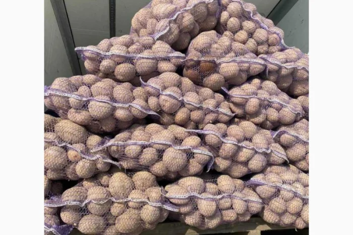 Покупка товарної картоплі від фермерів та постачальників- фото № 2