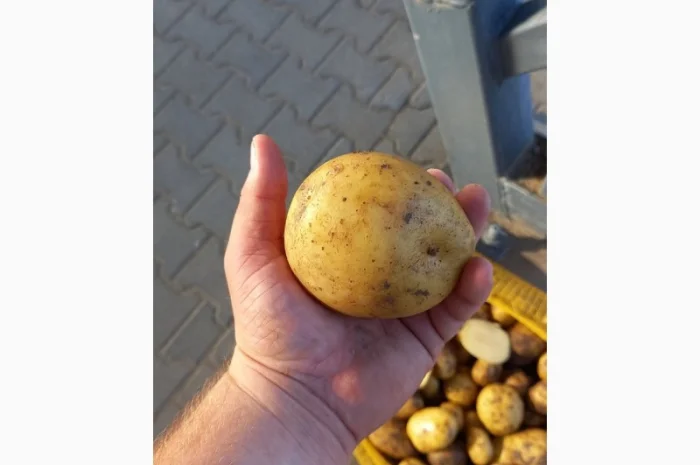 Покупка товарної картоплі від фермерів та постачальників- фото № 3