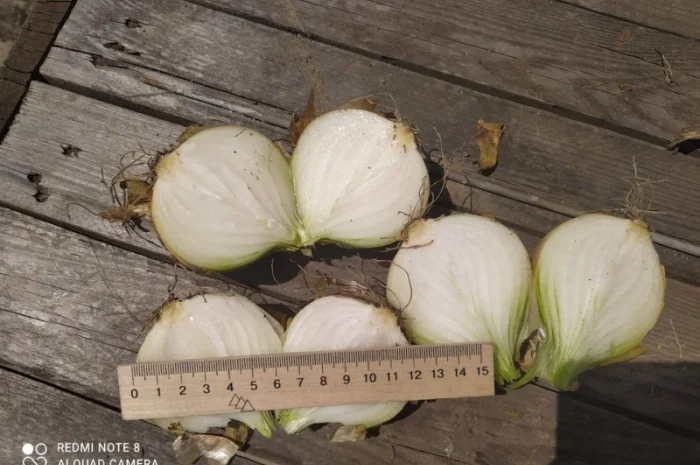 Покупка товарної картоплі від фермерів та постачальників- фото № 4