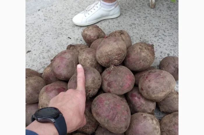 Покупка товарної картоплі від фермерів та постачальників- фото № 6
