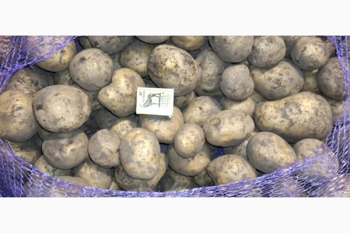 Картопля товарна сорту Мелоді, без посередників- фото № 2