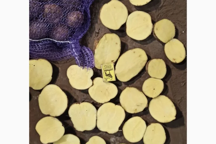 Картопля товарна сорту Мелоді, без посередників- фото № 3