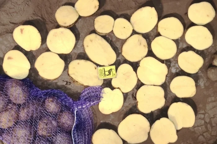 Картопля товарна сорту Мелоді, без посередників- фото № 4