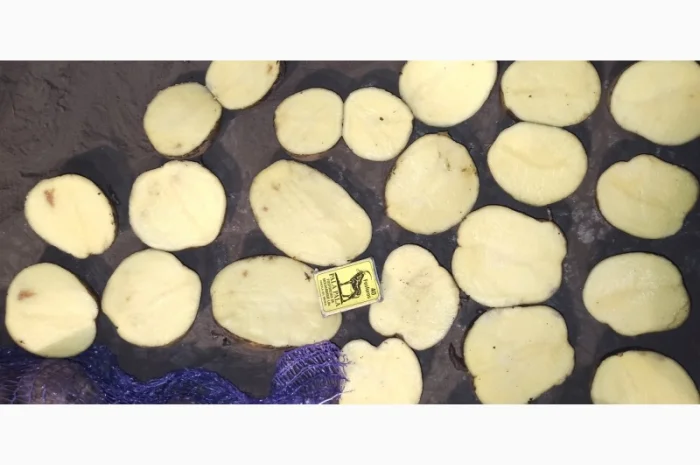 Картопля товарна сорту Мелоді, без посередників- фото № 5