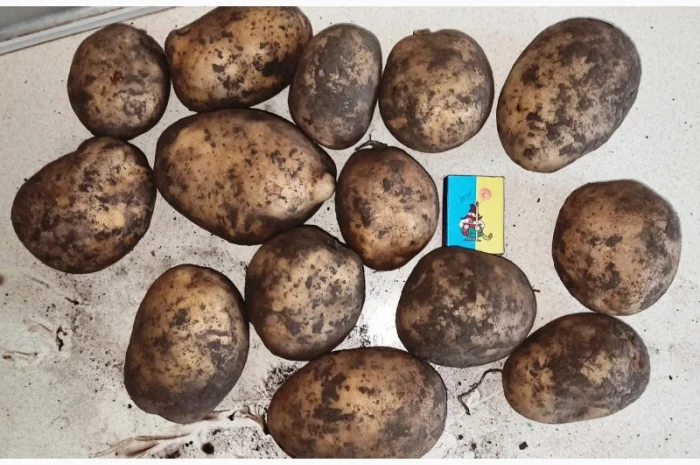 Картопля сорту Мелоді на продаж- фото № 3