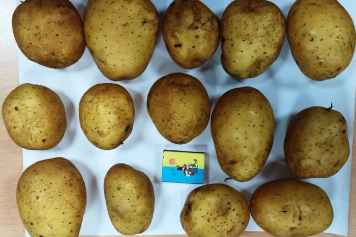Картопля сорту Мелоді на продаж- фото № 4