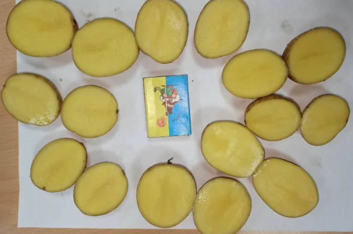 Картопля Мелоді, 1 репродукція, 35/45- фото № 1