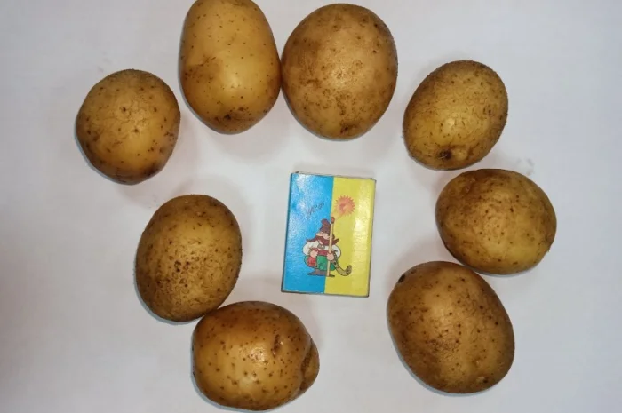 Картопля Мелоді, 1 репродукція, 35/45- фото № 2