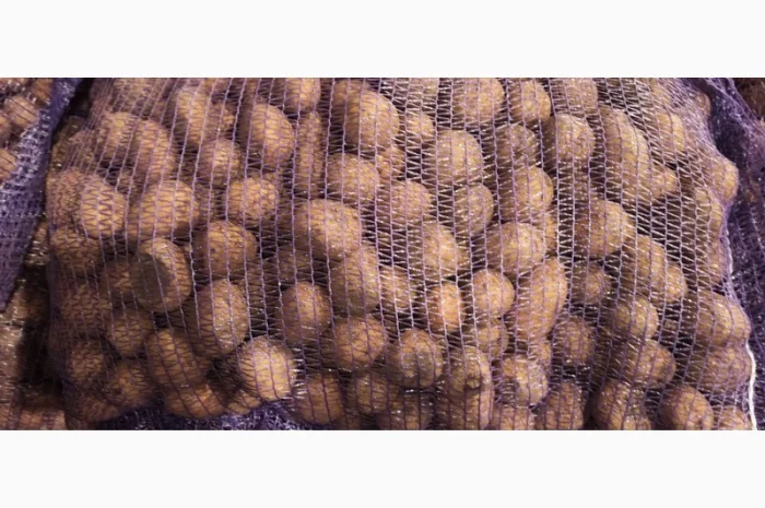 Картопля Мелоді, 1 репродукція, 35/45- фото № 4