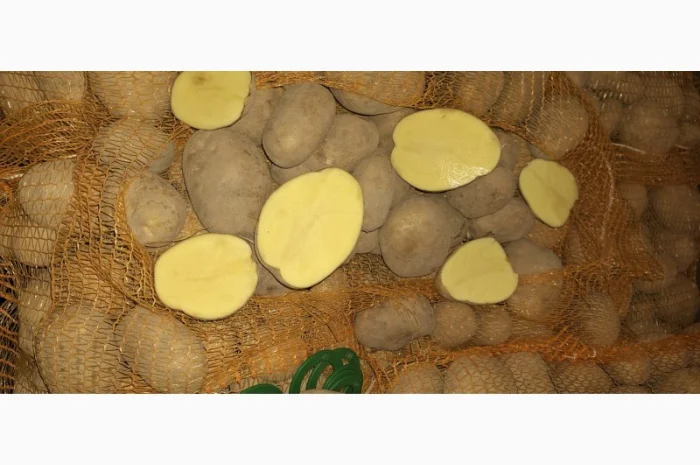 Картопля 5+ в сітках від польської компанії- фото № 3