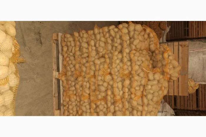 Картопля 5+ в сітках від польської компанії- фото № 4