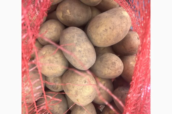 Картопля Коріна, імпорт Прибалтика- фото № 1