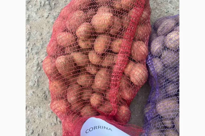 Картопля Коріна, імпорт Прибалтика- фото № 2