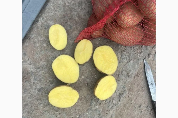 Картопля Коріна, імпорт Прибалтика- фото № 3