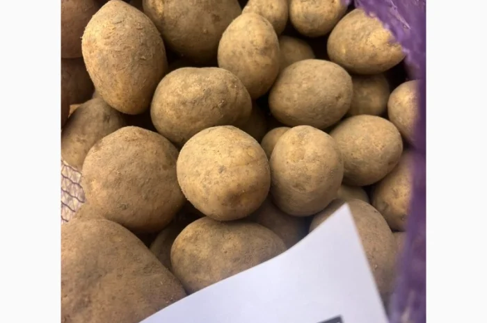 Картопля Мелоді імпорт Прибалтика- фото № 1