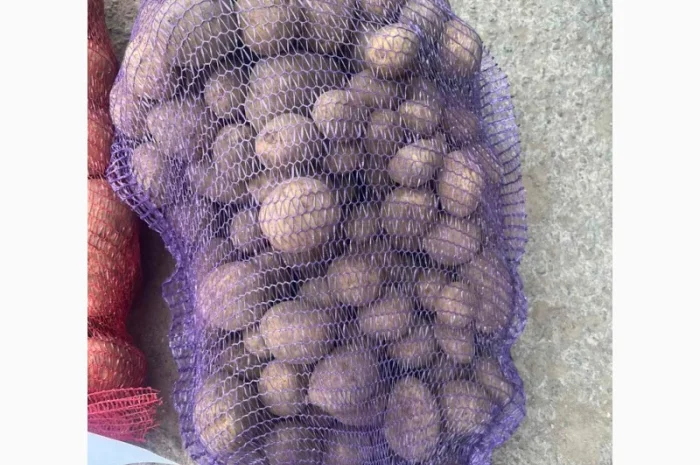 Картопля Мелоді імпорт Прибалтика- фото № 2