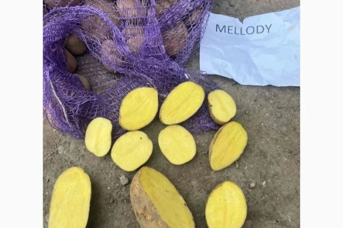 Картопля Мелоді імпорт Прибалтика- фото № 3