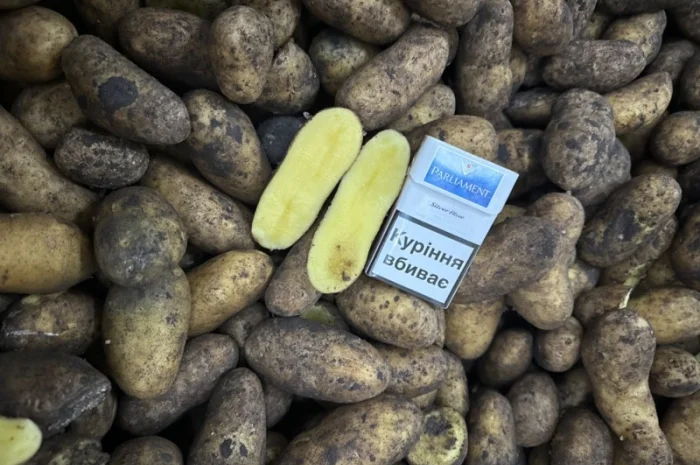 Закупівля картоплі для столових- фото № 2