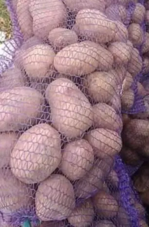 Продам товарный картофель сорта слов'янка- фото № 1