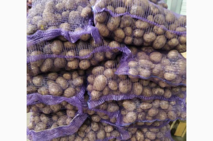 Продаж картоплі оптом- фото № 1